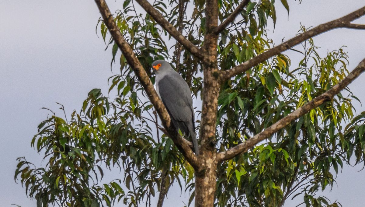 Fotografiaron un ave de la que no se tenía registro hace más de 55 años