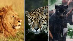 Test de personalidad: elige un felino y descubre tu talento oculto