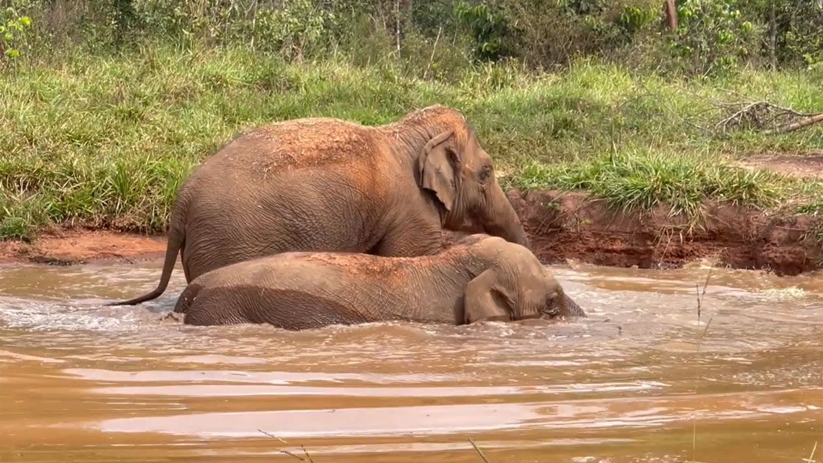 Pocha y su hija Guillermina cuando llegaron al santuario de Brasil. Pocha y su hija Guillermina cuando llegaron al santuario de Brasil.