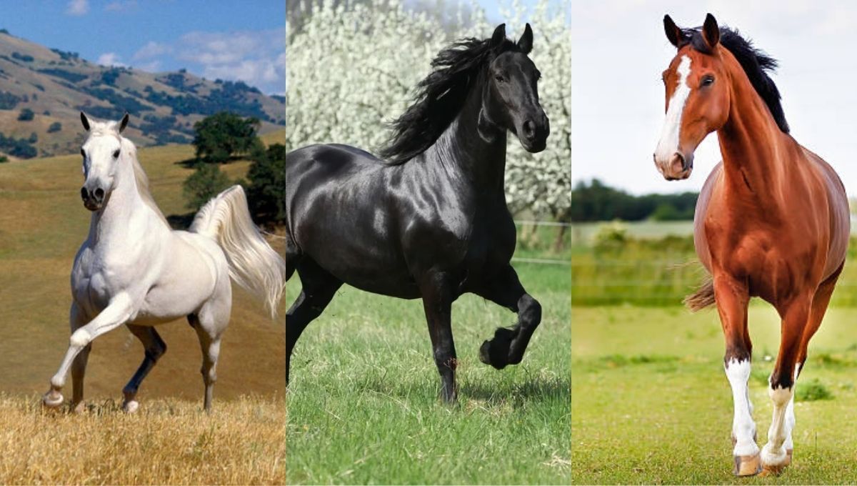 Test de personalidad: elige un caballo y descubre tu talento oculto