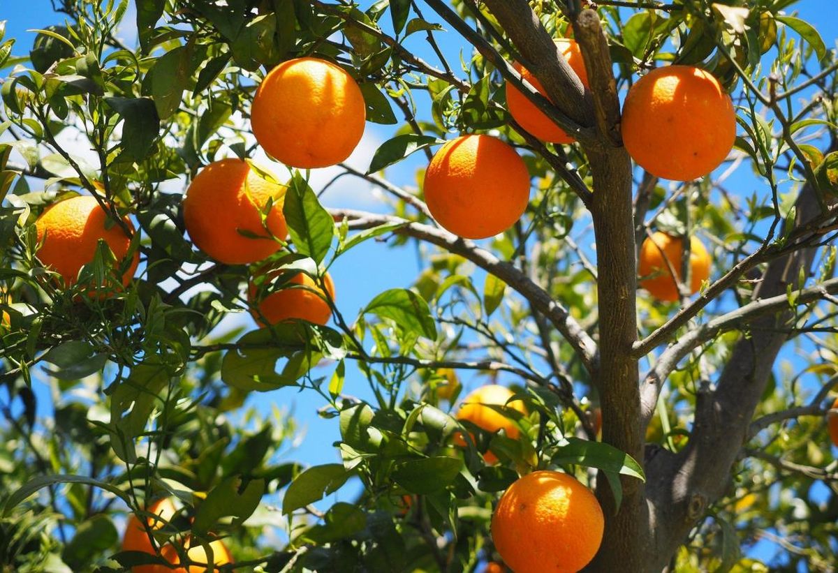 Puedo tomar los frutos del árbol del vecino si están invadiendo mi jardín