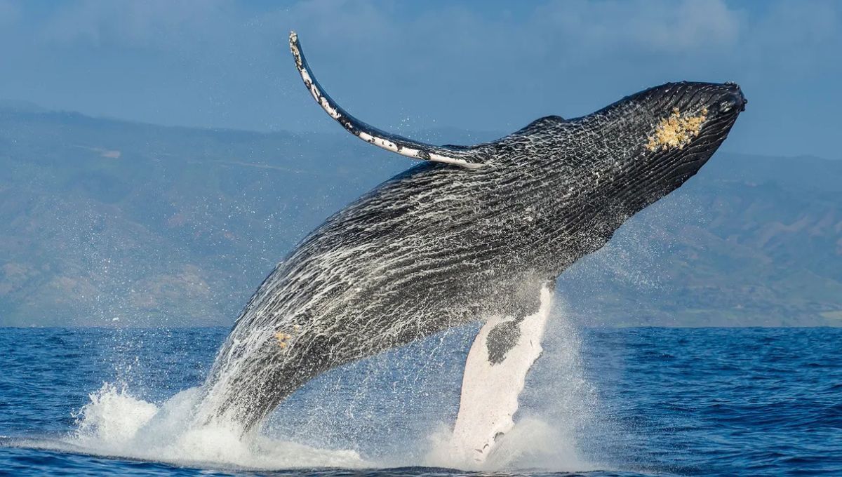 El video que muestra como una ballena traga a un joven y luego lo escupe