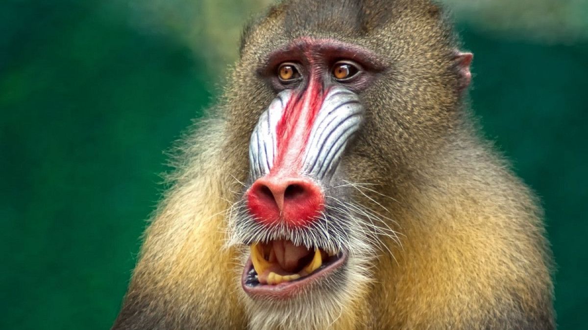 El animal espiritual de Virgo es el mandril. El animal espiritual de Virgo es el mandril.