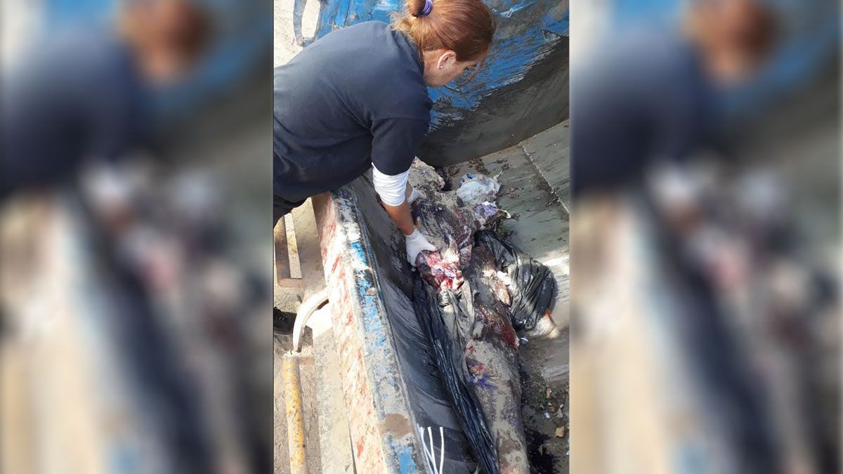 La carne fue secuestrada y destruida para evitar que sea vendida y consumida.