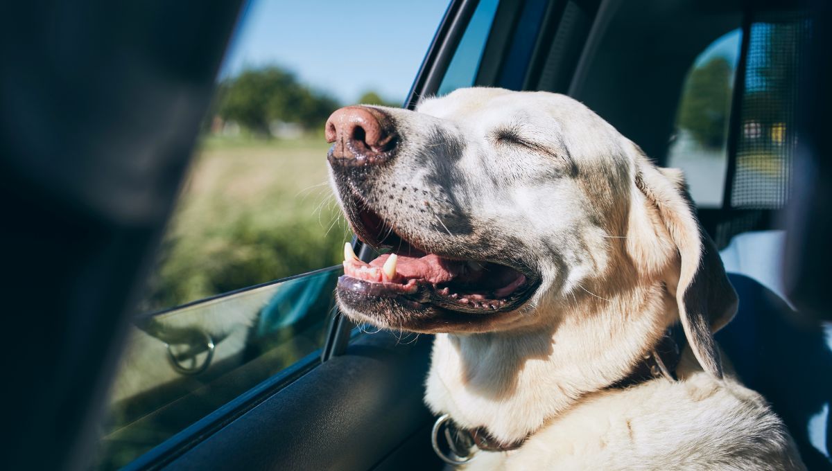 Día del animal: Turismo Pet Friendly, consejos para viajar con mascotas