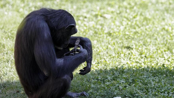 El video de la historia de Natalia, la chimpancé que cargó a su cría muerta durante meses