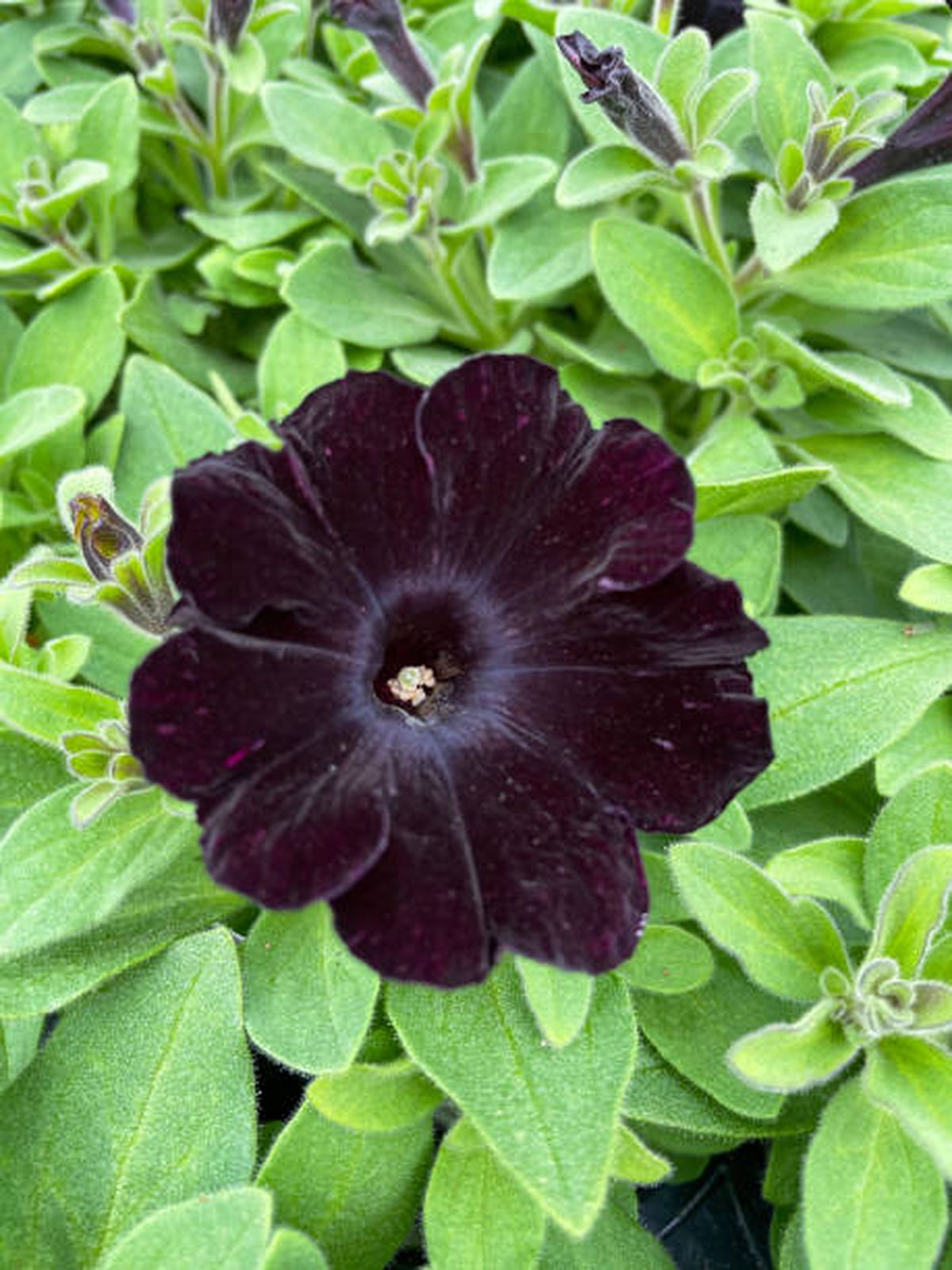 Las plantas de flores negras, como la petunia, le aportarán elegancia a tu jardín. Las plantas de flores negras, como la petunia, le aportarán elegancia a tu jardín.