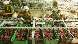 El país de América Latina que es el mayor productor de uva del mundo junto a China e India El país de América Latina que es el mayor productor de uva del mundo junto a China e India