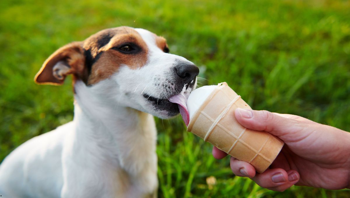 Cómo refrescar a los perros durante el verano: las 3 recetas heladas que recomienda la ciencia veterinaria.