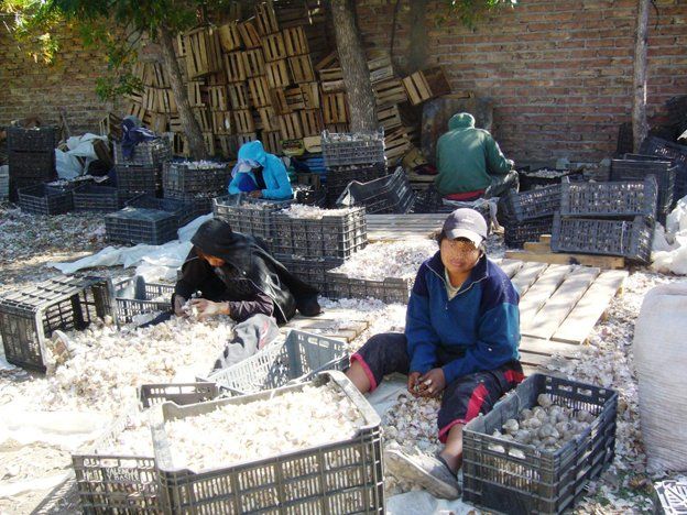 La AFIP descubrió obreros no registrados y menores trabajando en fincas de Mendoza