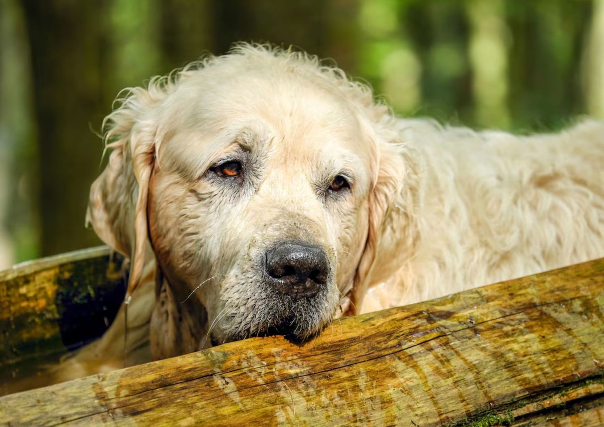 Mascotas: beneficios y desafíos de la adopción canina
