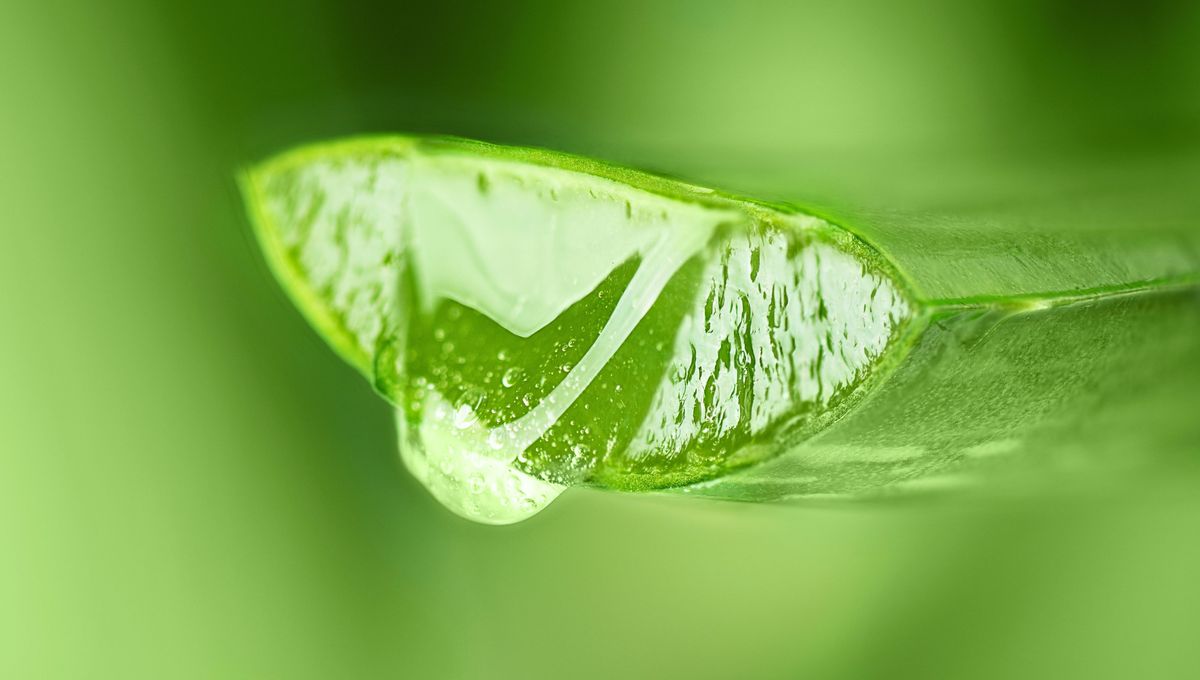 Es una planta fácil de cultivar, cuidar y utilizar en trucos. Es una planta fácil de cultivar, cuidar y utilizar en trucos. 