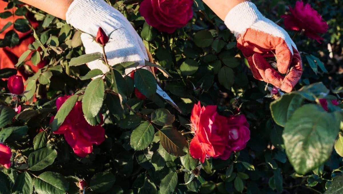 La poda de rosas debe ser realizada en una determinada época de año para lograr beneficios