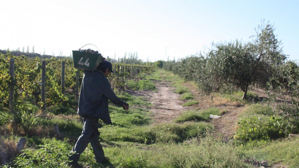 Según los datos del INV, la cosecha de uva 2023 será la más baja de la historia.