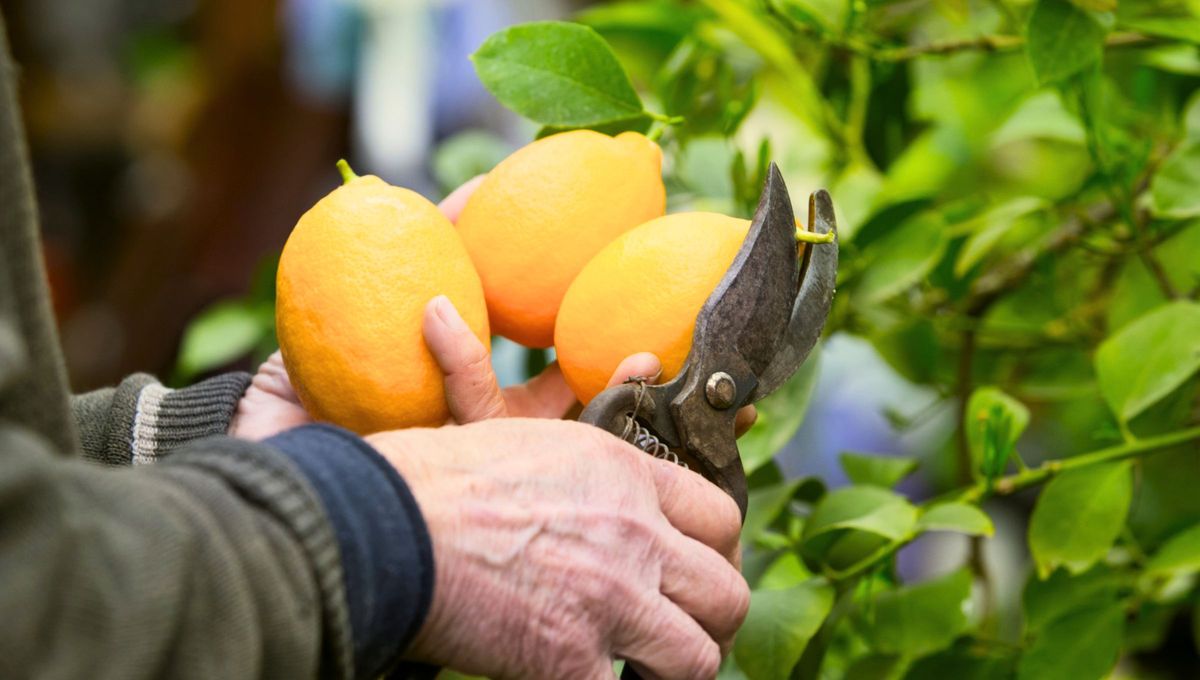 Debes eliminar los limones pequeños en el árbol limonero. Debes eliminar los limones pequeños en el árbol limonero. 