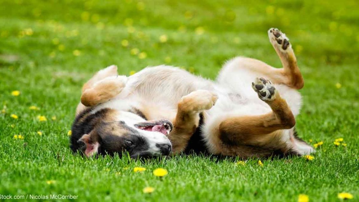 El truco de adiestramiento canino que le enseñará a tu perro a hacerse el muerto El truco de adiestramiento canino que le enseñará a tu perro a hacerse el muerto
