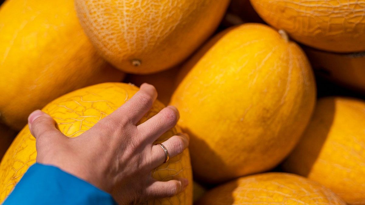 El aroma en la zona del tallo indica si el melón está listo para consumir.