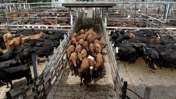 Prorrogaron otros dos meses la restricción para exportar carne