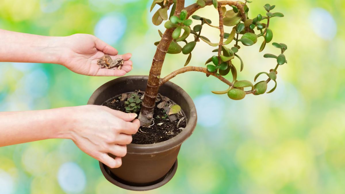 Razones por las que tu árbol de Jade se está secando