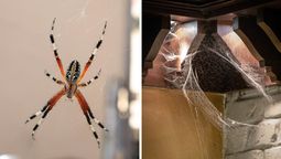 Realizá estos trucos y decile adiós a las arañas y telarañas de tu casa