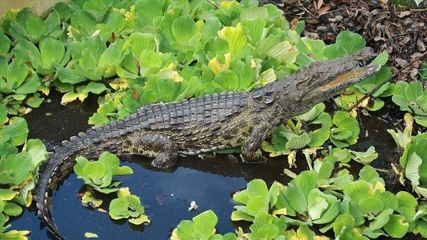 Cocodrilo come-hombres invade Florida