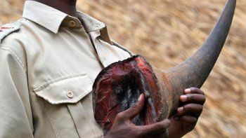 Sudáfrica permitió el comercio de cuernos de rinoceronte
