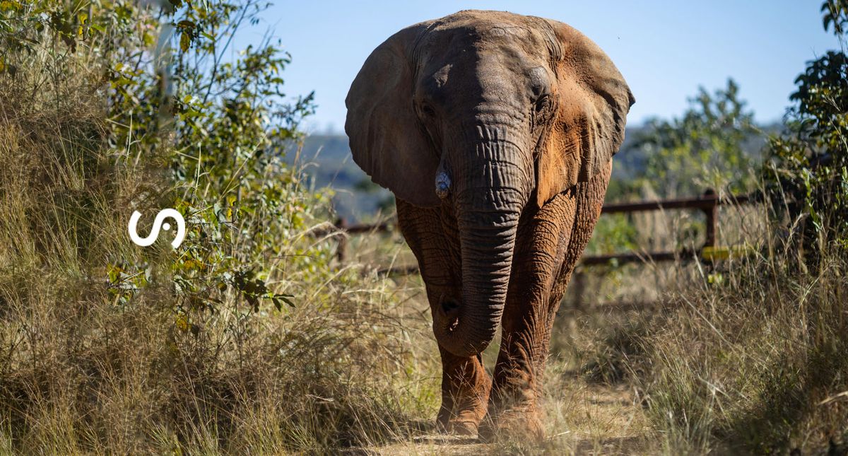 La elefanta Kenya murió luego de 5 meses de vivir en el Santuario de Brasil, donde estuvo en un hábitat natural después de 44 años. La elefanta Kenya murió luego de 5 meses de vivir en el Santuario de Brasil, donde estuvo en un hábitat natural después de 44 años.