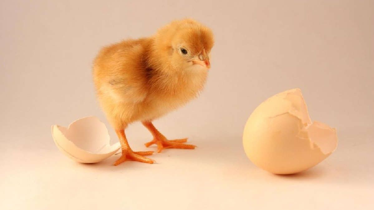 El estudio científico que revela qué fue primero: ¿el huevo o la gallina? El estudio científico que revela qué fue primero: ¿el huevo o la gallina?