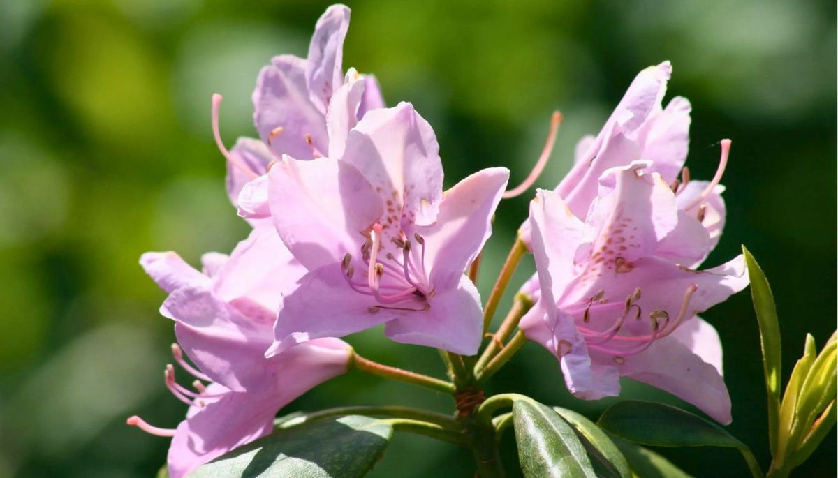 Incorpora flores de azalea a tu jardín. Imagen: AD México