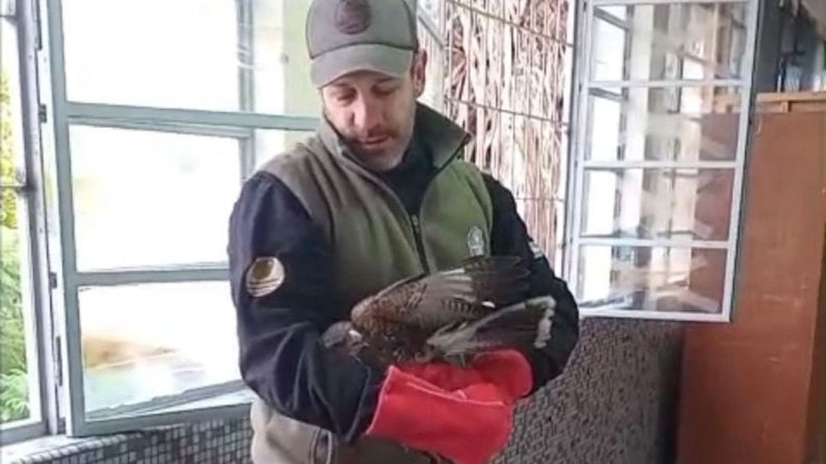 El ave fue rescatado por personal del Ministerio de Ambiente, quienes verificaron que estaba en perfecto estado.