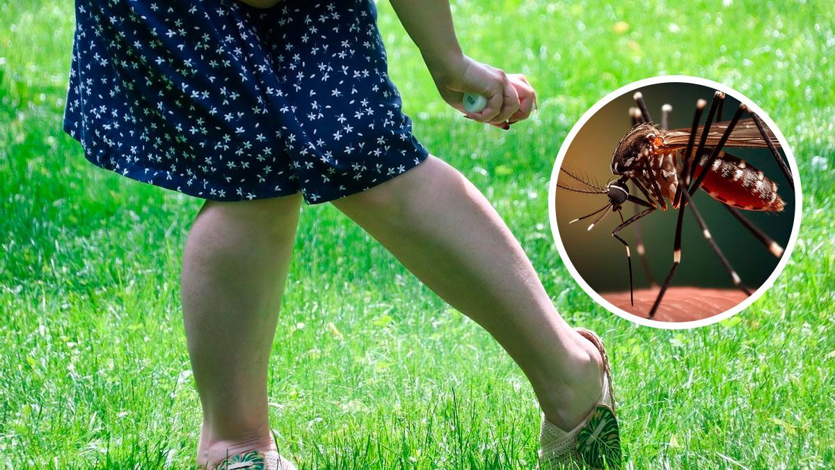 Dengue: ante el faltante de repelente se creó uno propio y fue aprobado