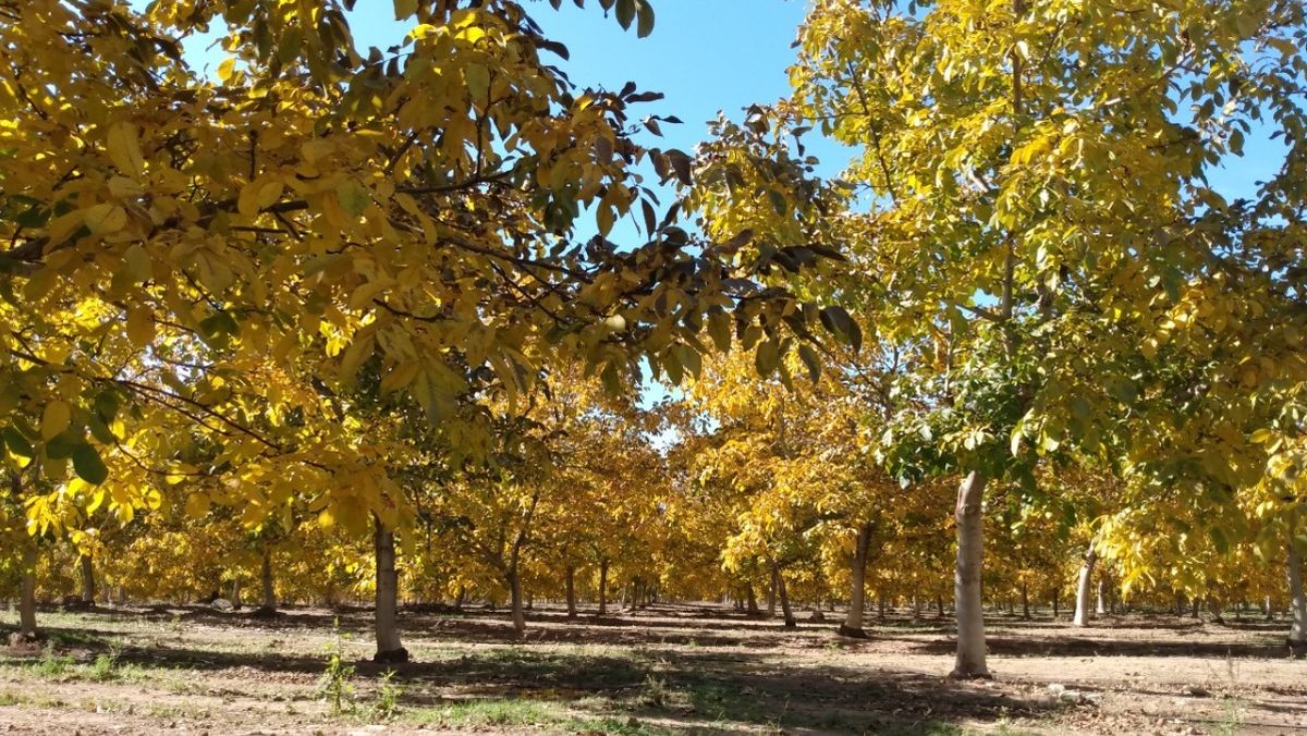 Una plantación de nogales en el Valle de Uco (Mendoza).