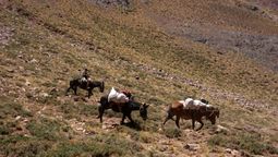 Llevaron 118 mulas para sacar a los andinistas y los equipos de las empresas en los campamentos de la Quebrada de Vacas, en Aconcagua. Imagen ilustrativa.