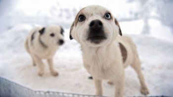 Los beneficios de tener mascotas en una gran ciudad