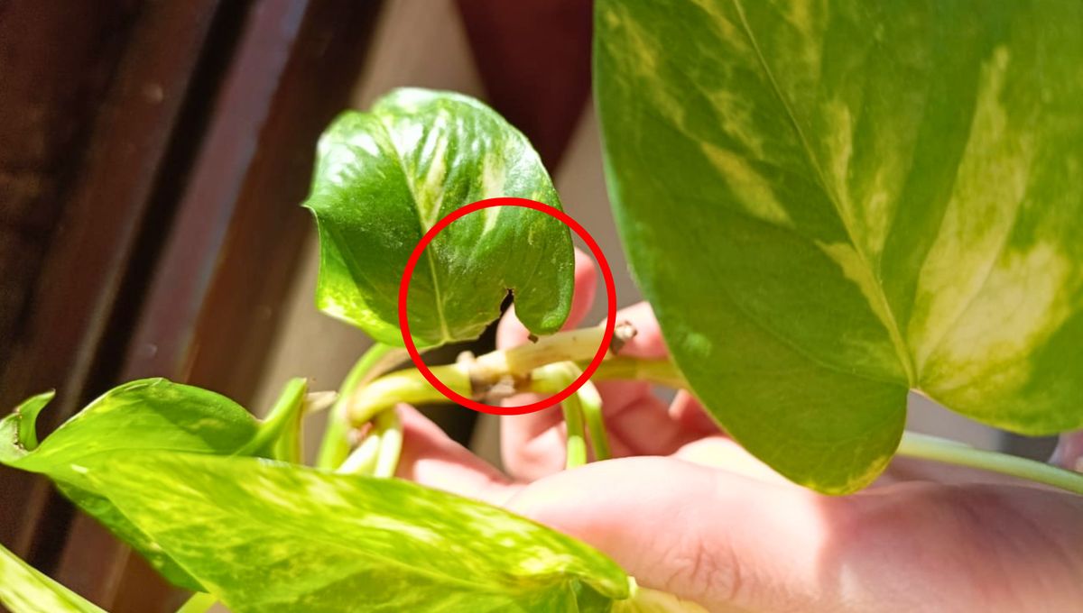 Qué puedo hacer cuando mi potus tiene sus hojas con piquetes o cortes.&nbsp;