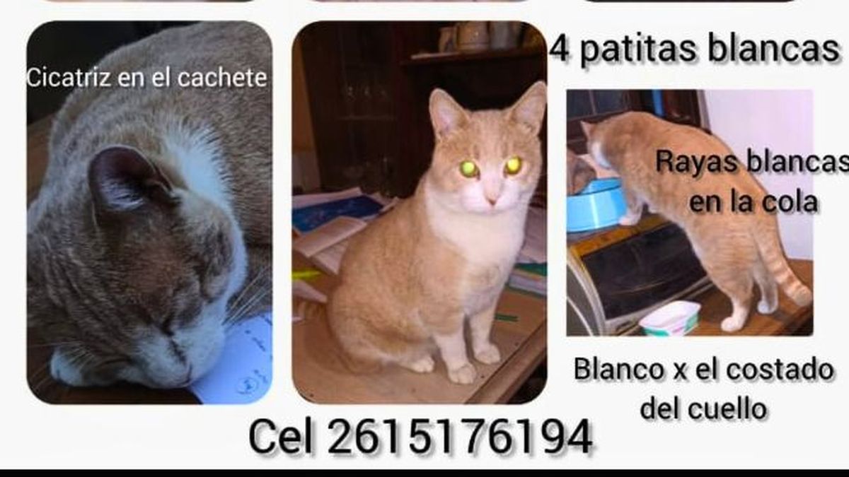 El gato Felipe. El gato Felipe.