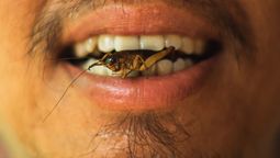 Cuáles son los insectos comestibles que se consiguen en México