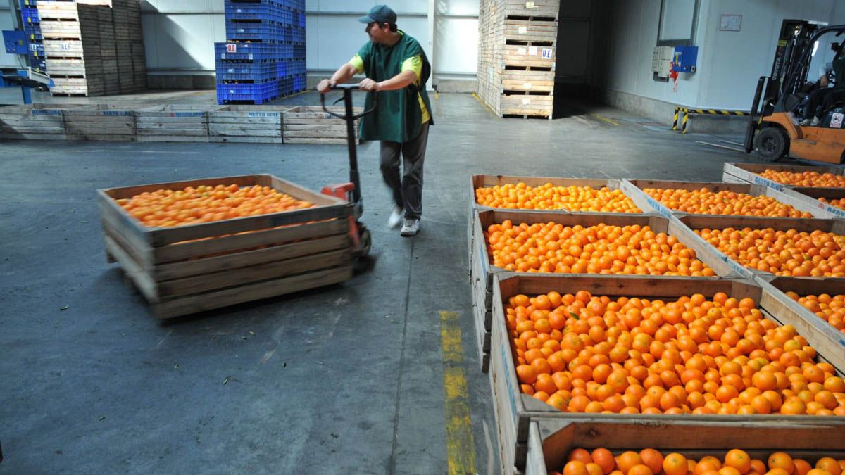 El titular local de la Unión Frutihortícola Argentina, Omar Carrasco, aconsejó consumir más cítricos, no solo porque son ideales para esta época del año, sino porque están a muy buen precio, sobre todo mandarinas y naranjas El titular local de la Unión Frutihortícola Argentina, Omar Carrasco, aconsejó consumir más cítricos, no solo porque son ideales para esta época del año, sino porque están a muy buen precio, sobre todo mandarinas y naranjas