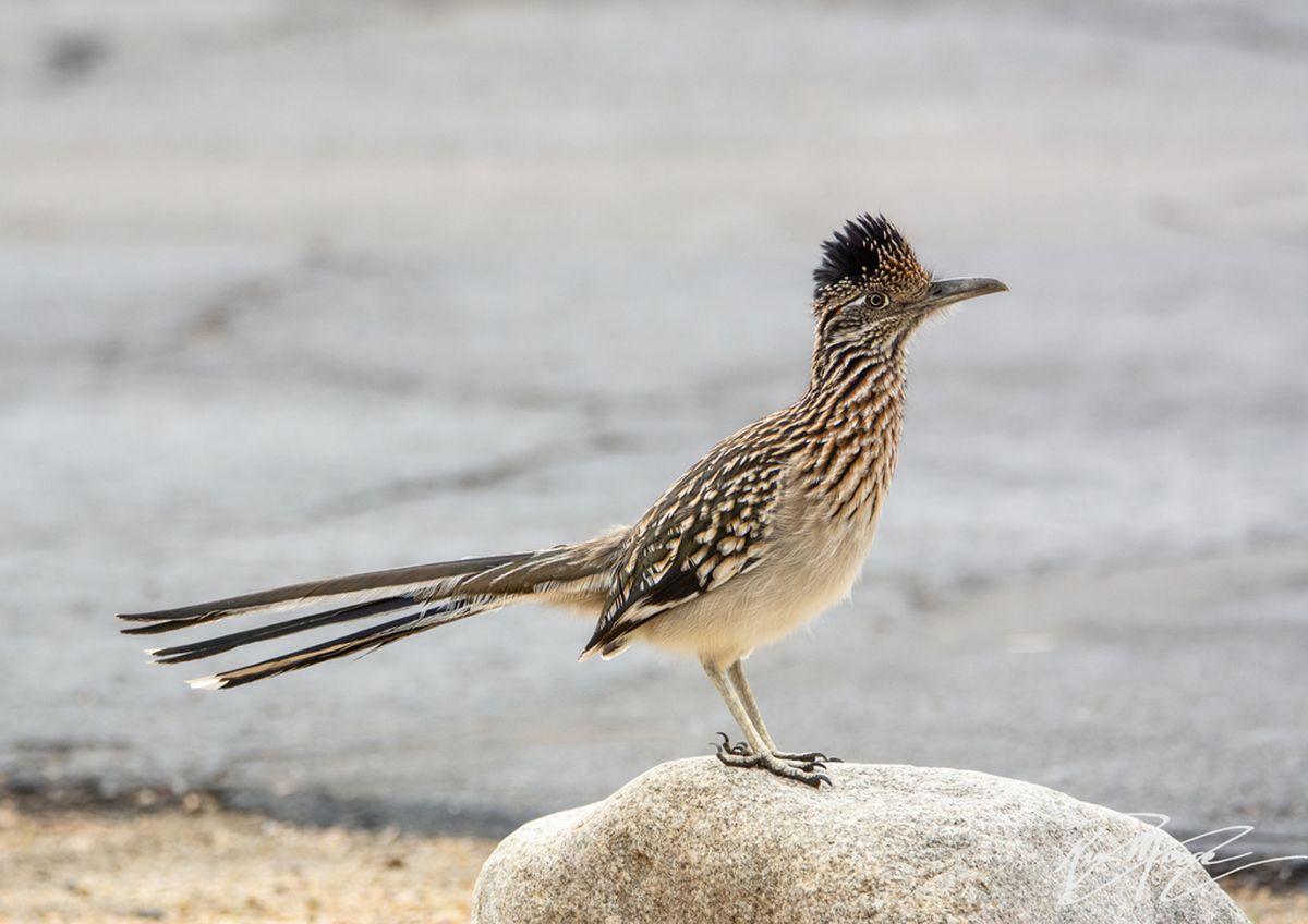 El correcaminos grande es un ave de California. Imagen de Freepik. El correcaminos grande es un ave de California. Imagen de Freepik.
