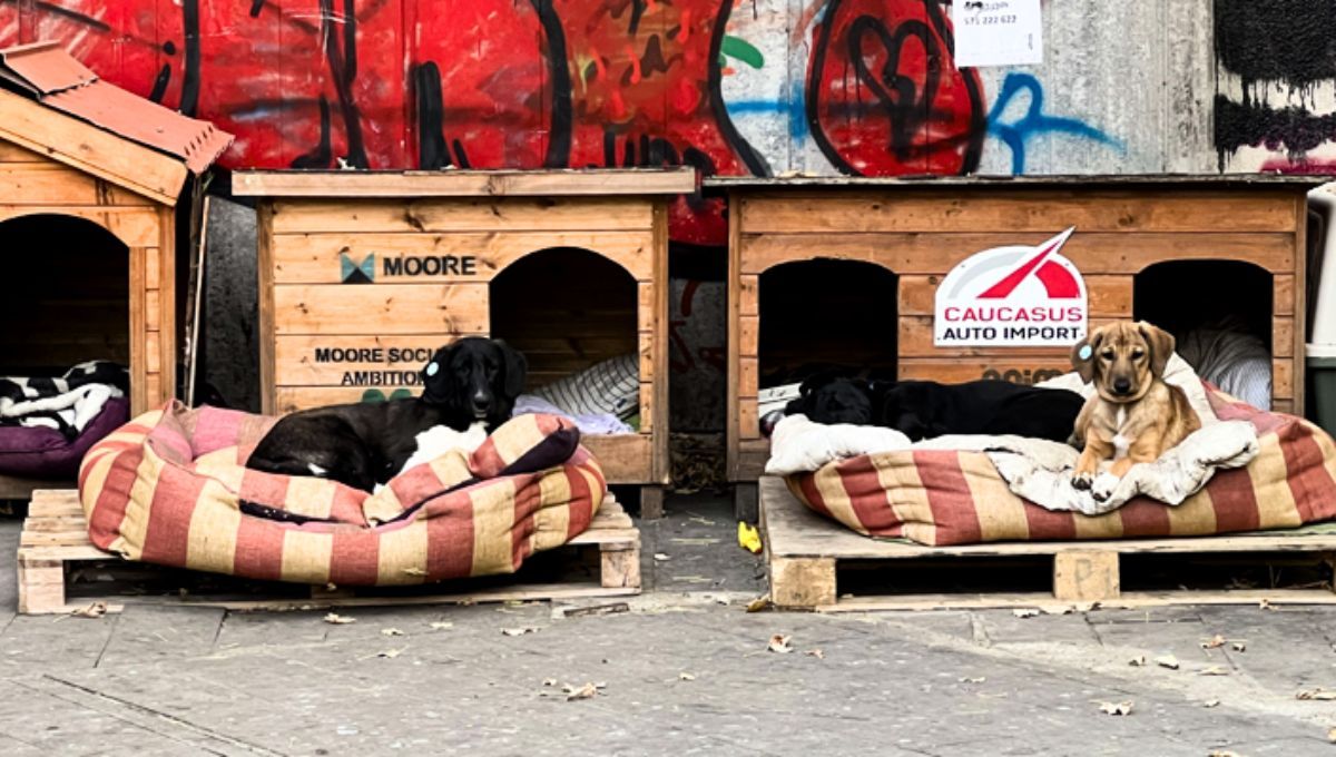 Más de 9.000 perros fueron esterilizados el año pasado