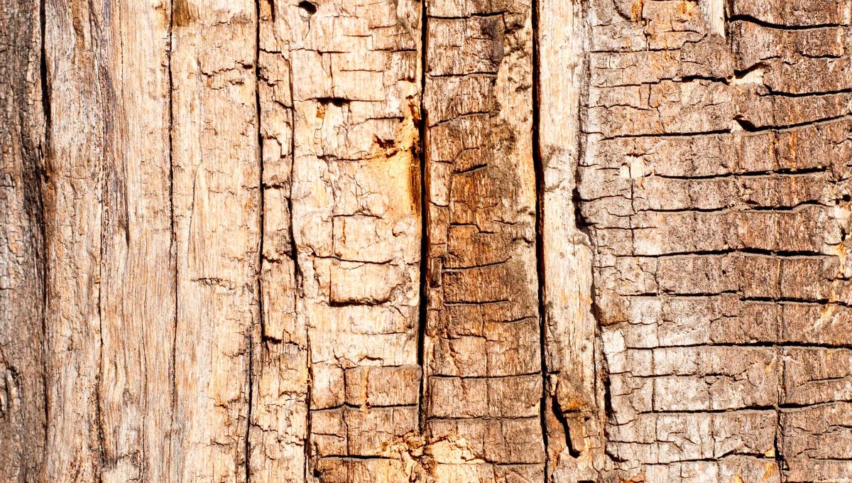 La madera se reseca por falta de humedad y exceso de sol. La madera se reseca por falta de humedad y exceso de sol. 