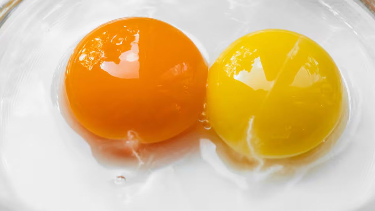 El hilito blanco que está pegada a la yema, no altera bajo ningún concepto el valor nutricional del huevo.