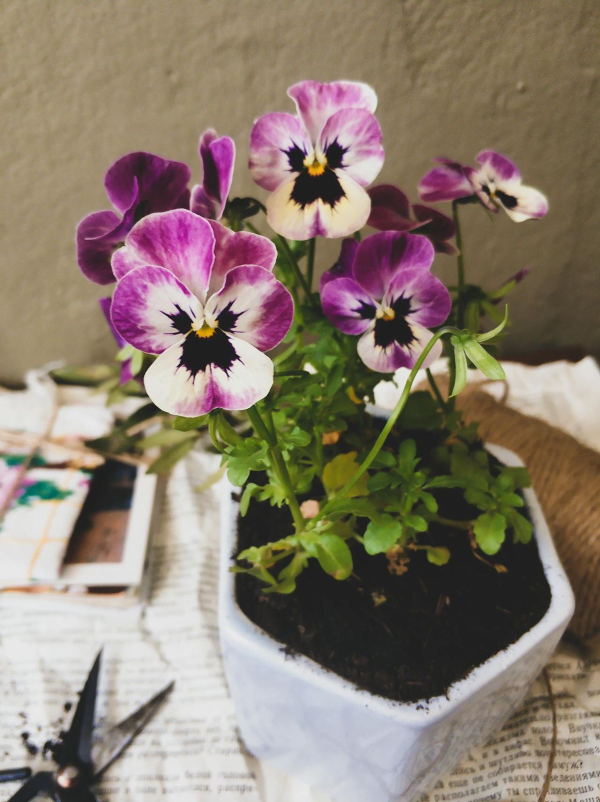 El pensamiento es una planta que puede permanecer completamente en el exterior o bajo una cubierta. Imagen: Pexels. El pensamiento es una planta que puede permanecer completamente en el exterior o bajo una cubierta. Imagen: Pexels.