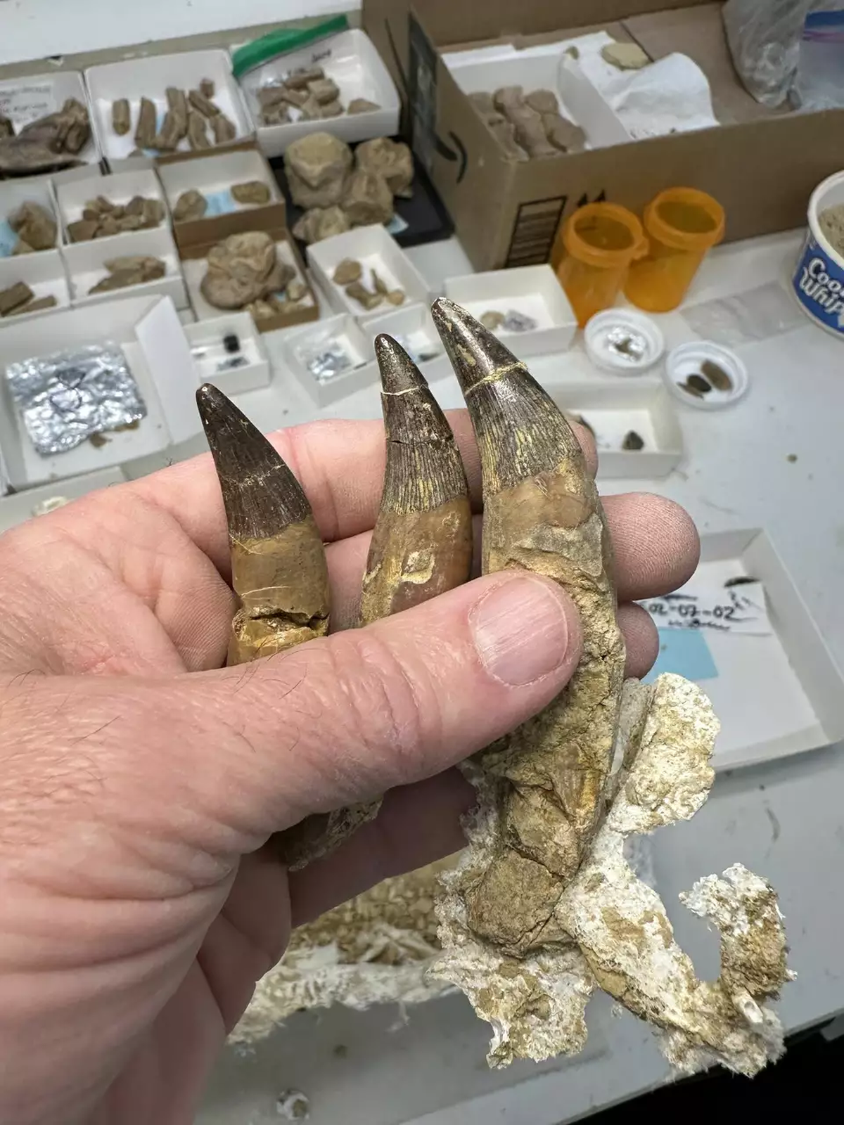 El descubrimiento impresionó a todo el mundo. El descubrimiento impresionó a todo el mundo.