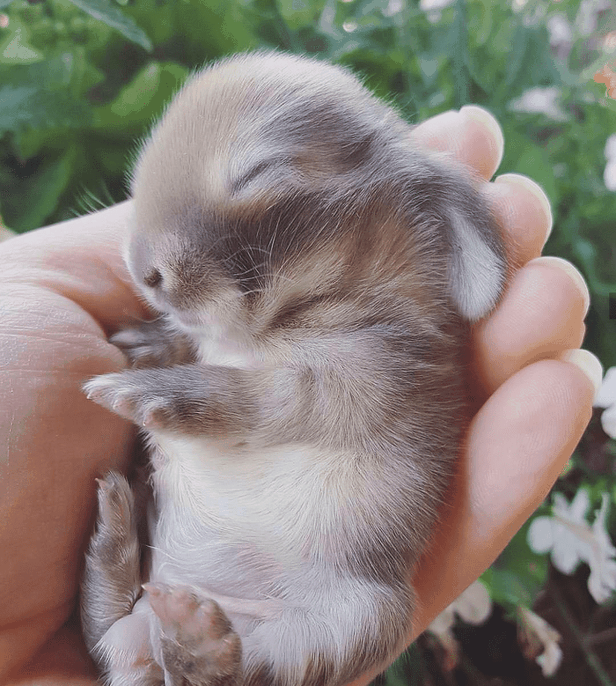 Este conejito dormido tiene varios días, porque cuando recién nacen tienen los ojos y las orejas bien cerrados y están completamente sin pelo. Este conejito dormido tiene varios días, porque cuando recién nacen tienen los ojos y las orejas bien cerrados y están completamente sin pelo.