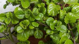 Esta planta irresistible es perfecta para decorar el interior del hogar. Esta planta irresistible es perfecta para decorar el interior del hogar.