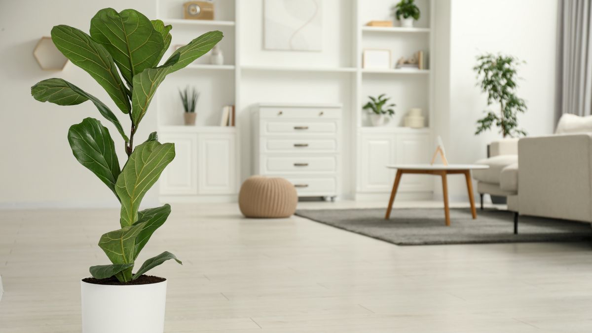 Las plantas que serán tendencia esta primavera verano 2025 y no pueden faltar en tu casa