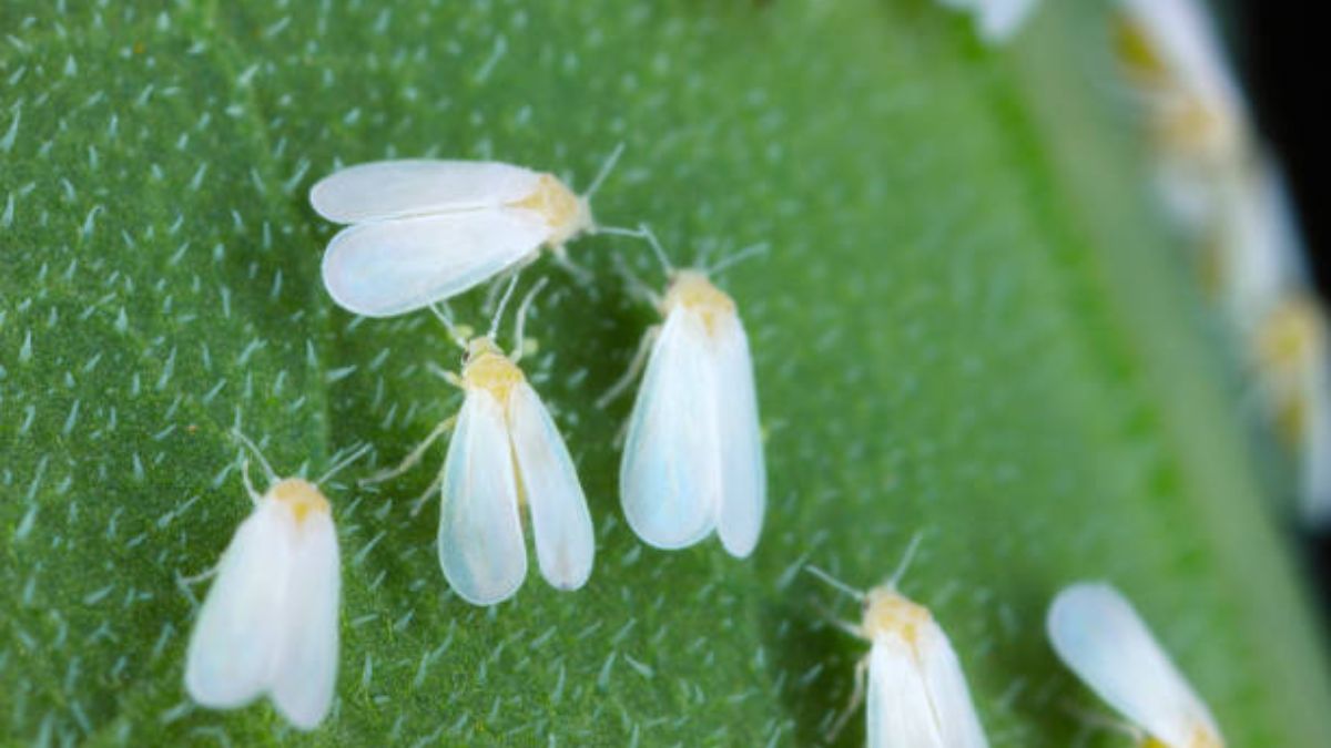 Cómo eliminar la plaga de la mosca blanca y cuidar las plantas del jardín solo usando vinagre
