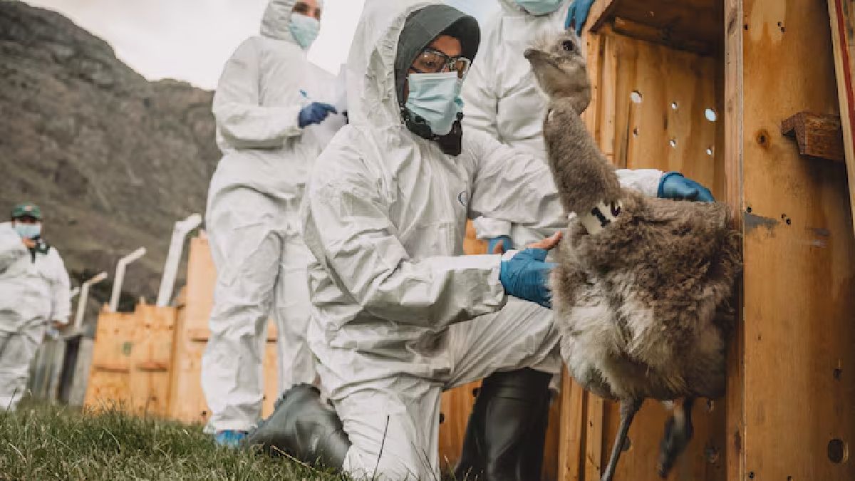 Así trasladaron a estos 15 animales hacia Chile. Así trasladaron a estos 15 animales hacia Chile.