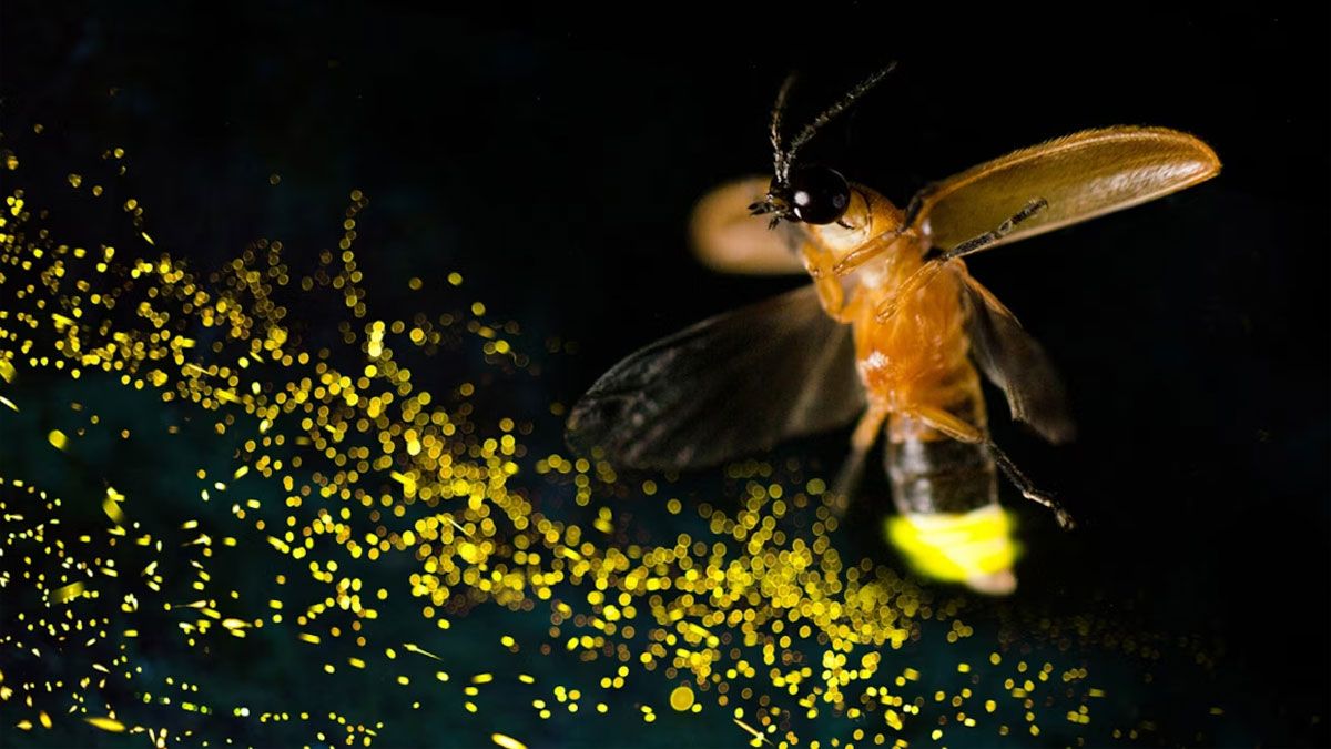 Las luciérnagas, que suelen aparecer en las noches cálidas, maravillan a las personas con su belleza, quiénes no saben bien qué significa su aparición.